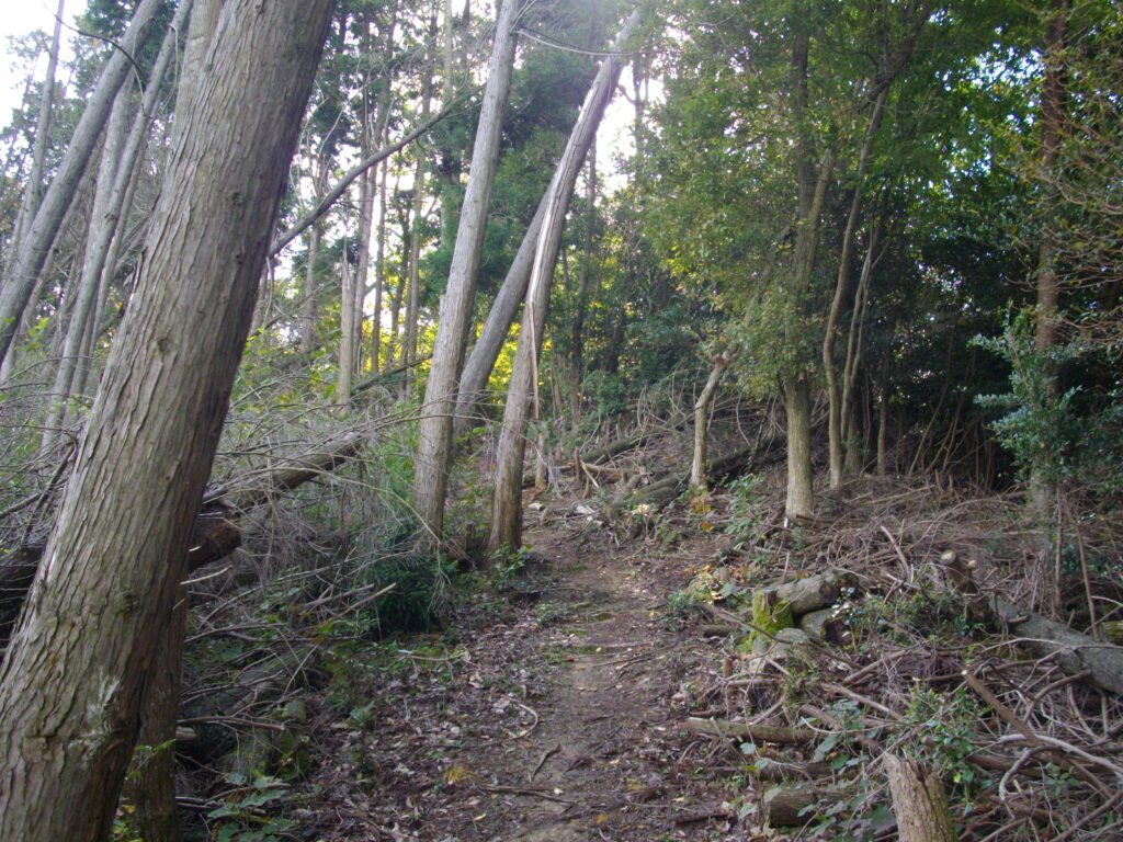 10：54　尾根コースの様子です。