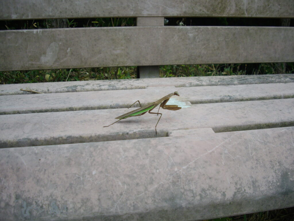 11:03 ベンチにいたカマキリです。ぜんぜん動きませんでした。