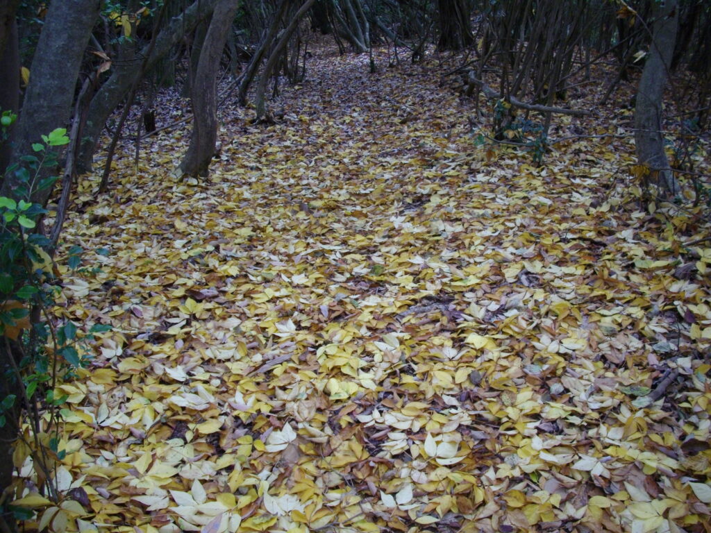 10:59 黄色い落ち葉の絨毯です。ところどころで見られました。