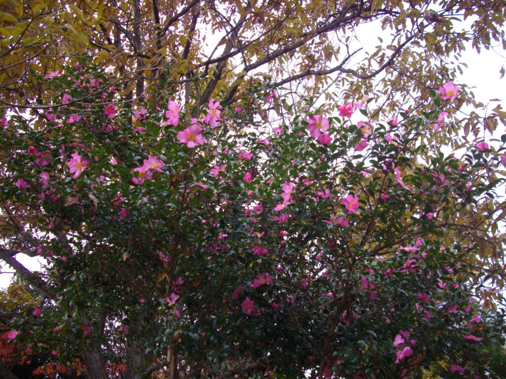 11:38 サザンカが咲いていました。結構大きな木です。