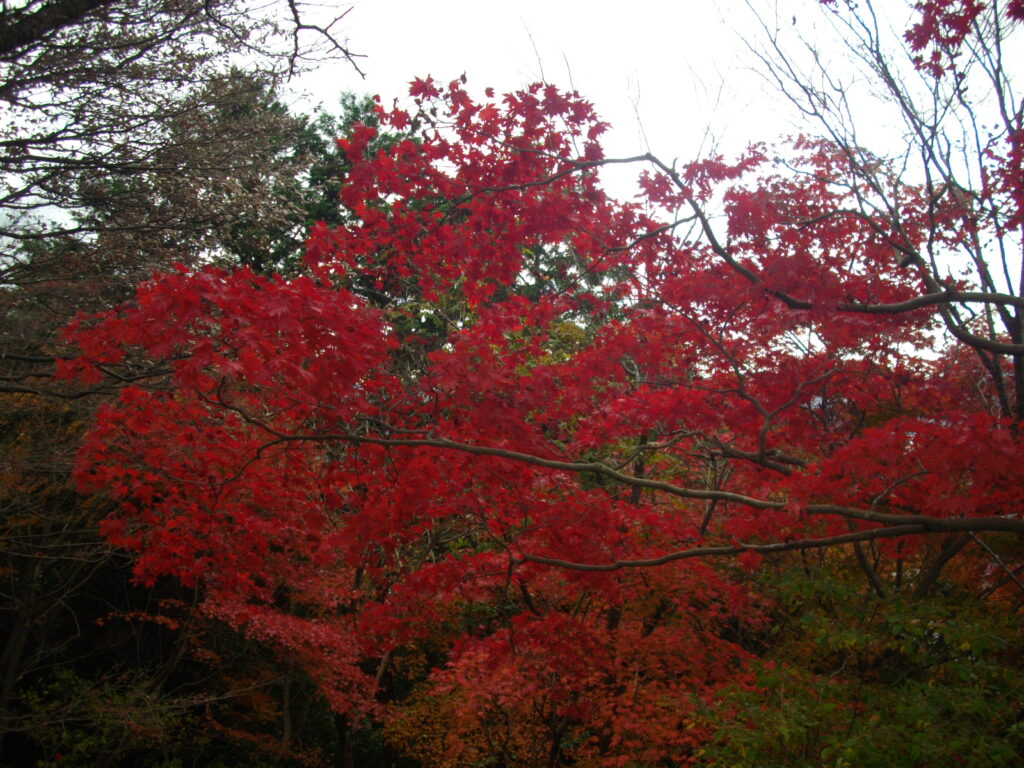 11:38 この木の紅葉がきれいでした。ここで昼食にしました。(約10分)
