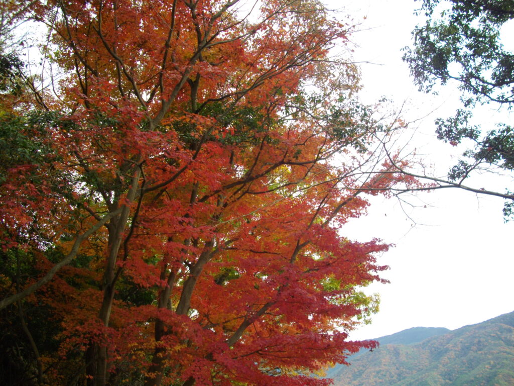 12:04 下山途中の最上山の紅葉です。