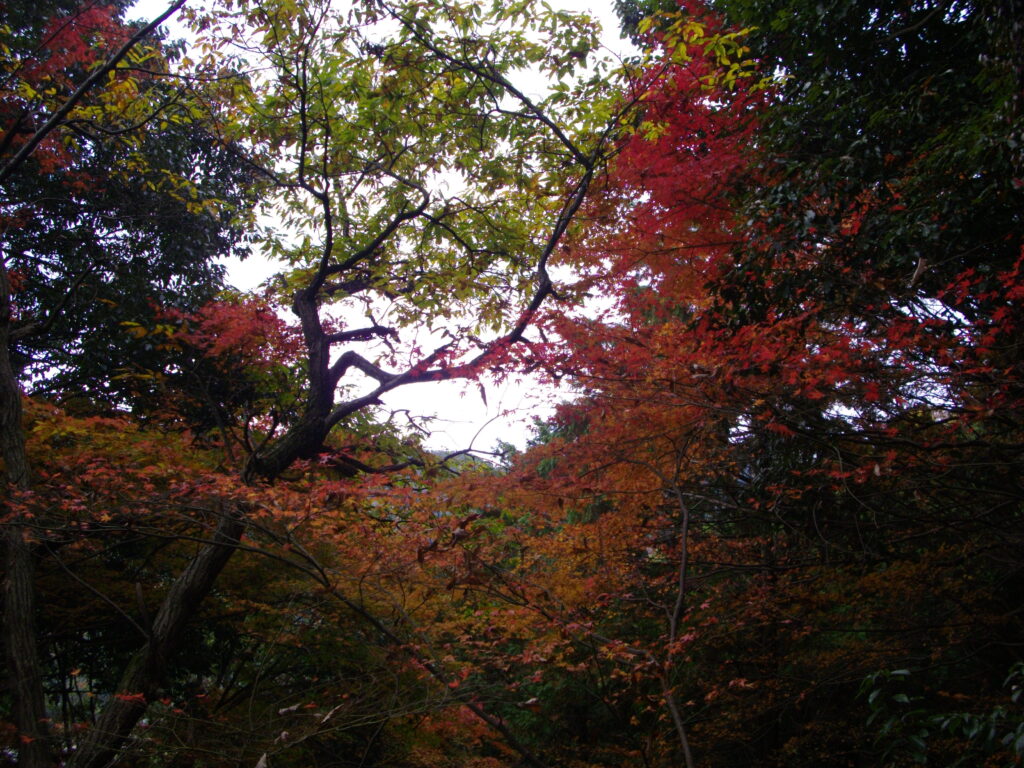 12:04 下山途中の最上山の紅葉です。