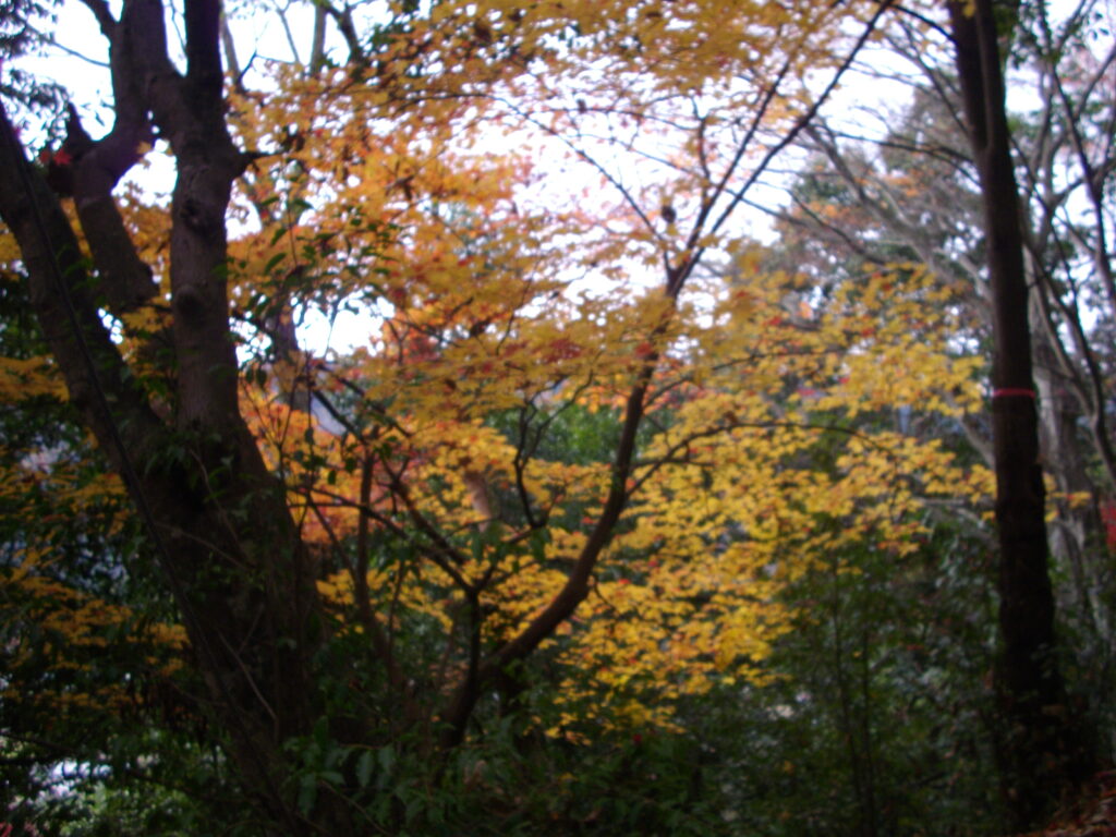 12:04 下山途中の最上山の紅葉です。