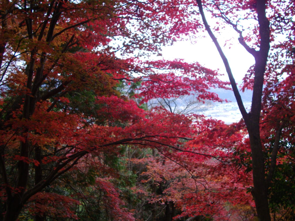 12:04 下山途中の最上山の紅葉です。