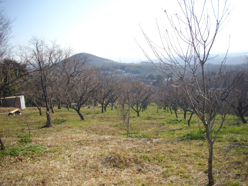 9:57 途中にある梅林です。まだ時期が早いのでまったく咲いていません。向こうに見えるのが雄岡山です。