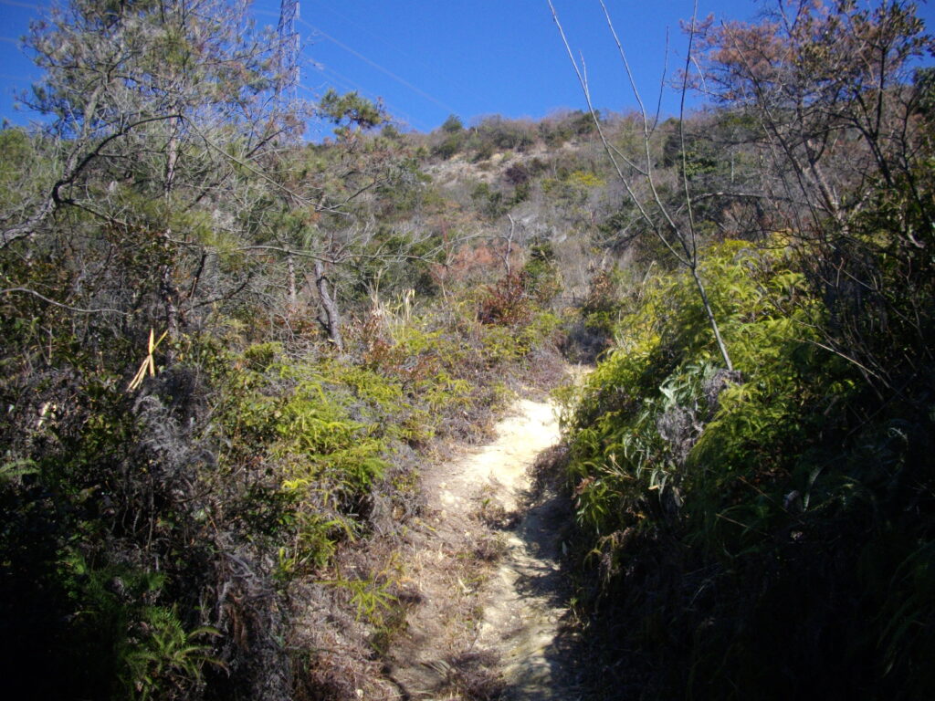 11：10　登山道の様子です。低木が多く、日当たりの良い道です。夏は大変そうです。