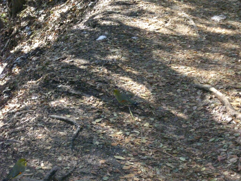 9：59　さらに進んだところで、ウグイスらしき鳥に会いました。メジロではないと思います。