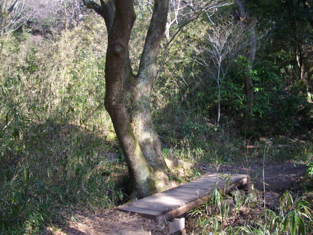 9：55　木の橋を渡ります。このあたりけっこう大きな木が多いです。