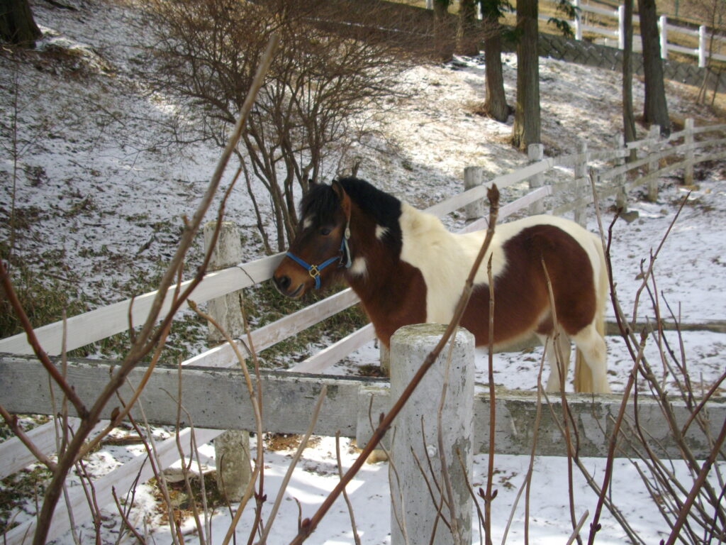12：36　六甲山牧場の入り口にいた馬です。