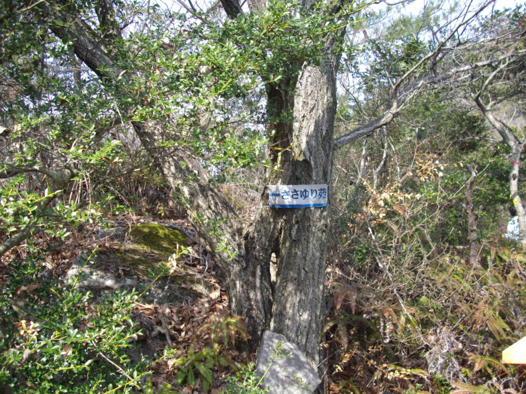 11：26　ささゆり苑への分岐です。