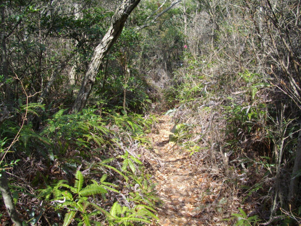 11：26　北尾根コースは全般的にこんな感じです。その上、2つのピークがあるので、せっかく下りたのに、また登らされたりとけっこう辛いです。また、その上り下りも傾斜がかなりきついので大変です。