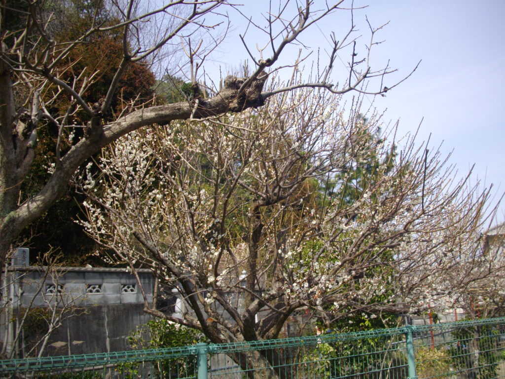 12：06　あとはひたすら下り、お墓を通って、駐車場に戻ってきました。これは駐車場の横にある梅です。