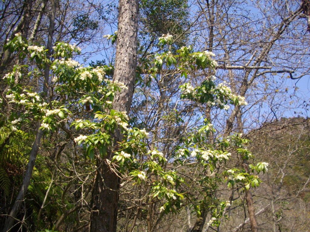 11：23　途中に咲いていた馬酔木の花です。