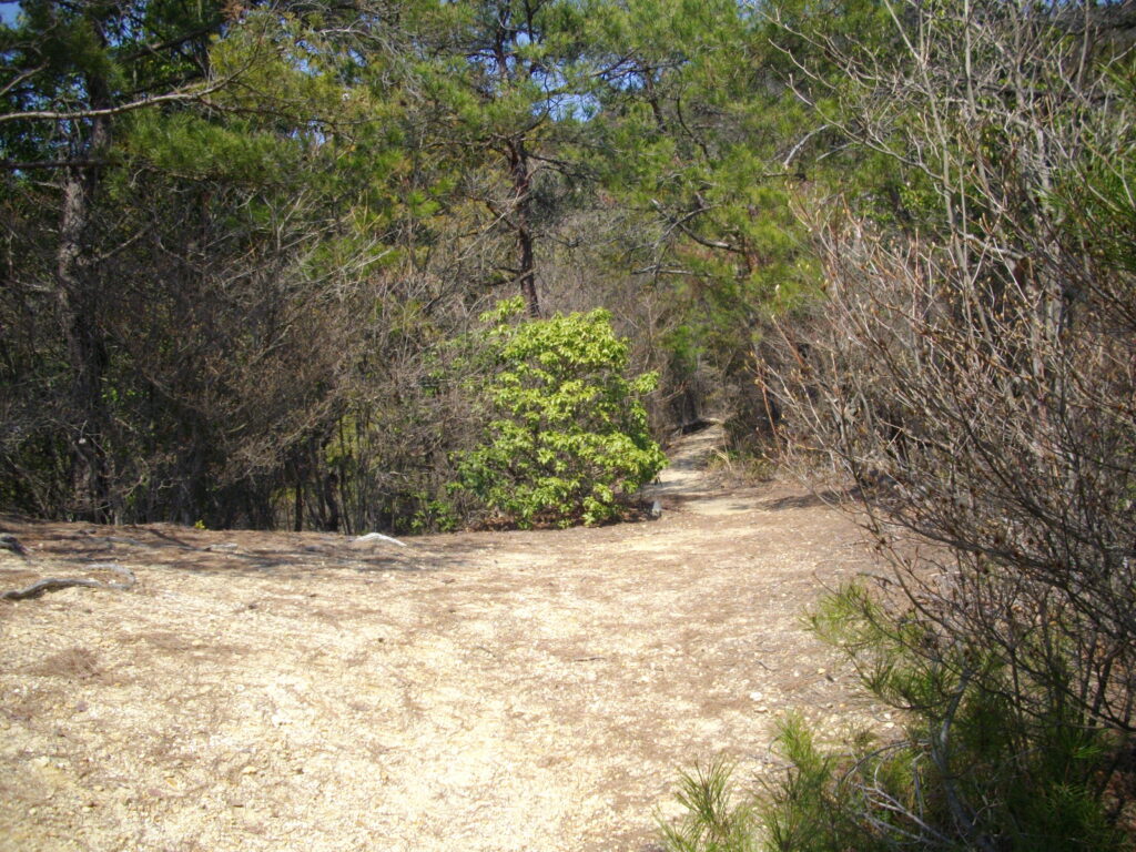 11：24　明るい尾根筋に出たようです。