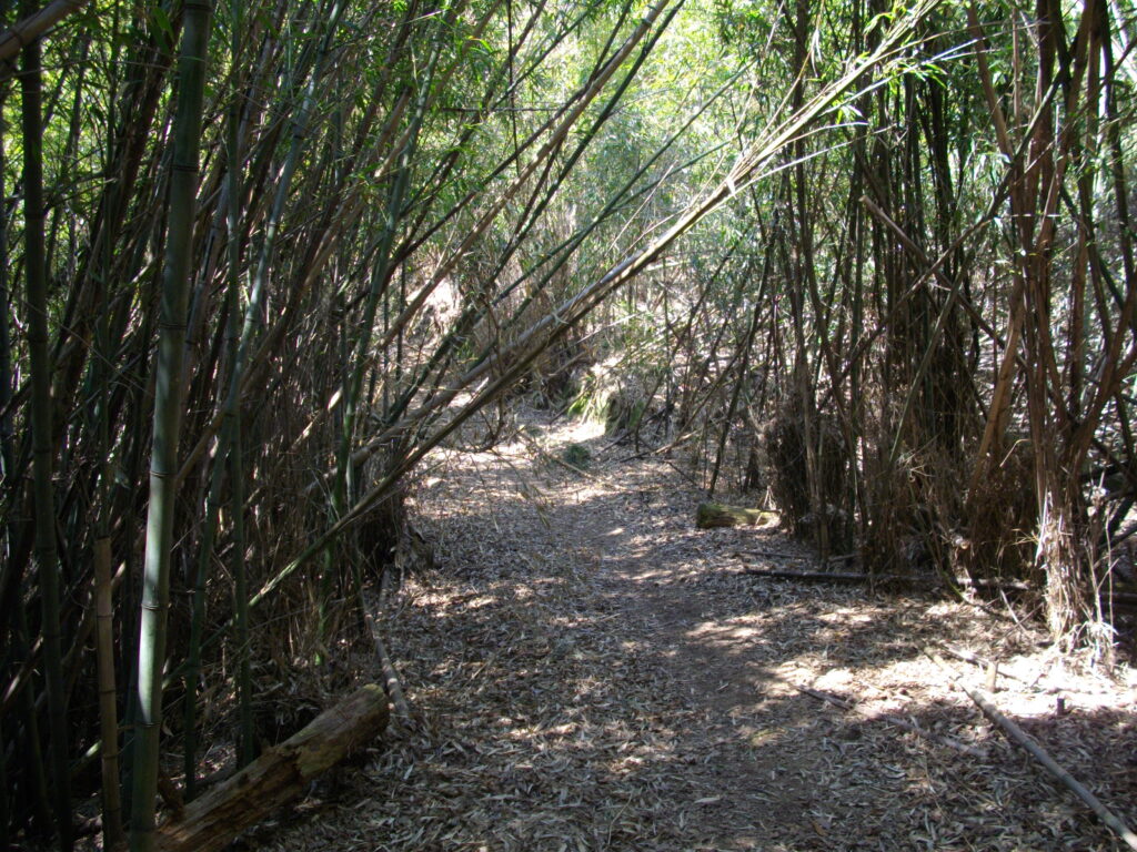 11：40　竹のトンネルです。あと少しで頂上です。