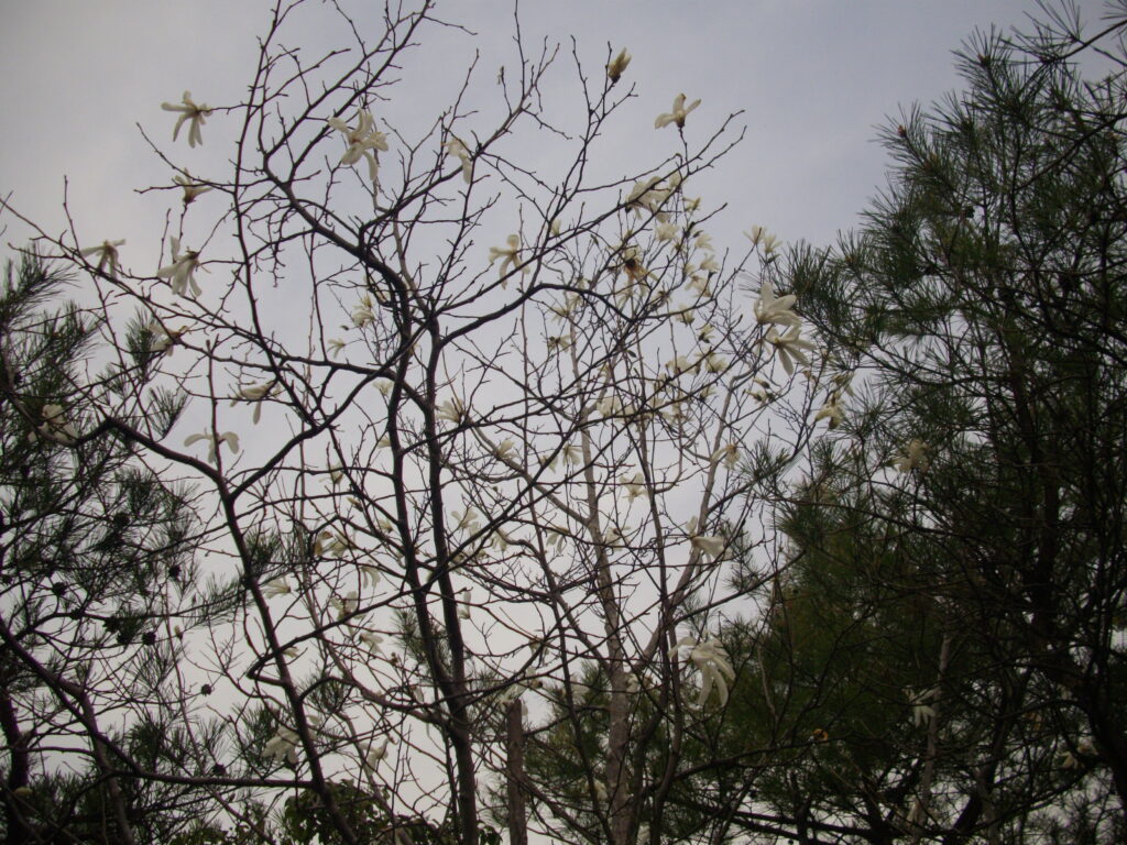11：16　途中に咲いていた白い花です。何の花でしょうか。今度調べておきましょう。