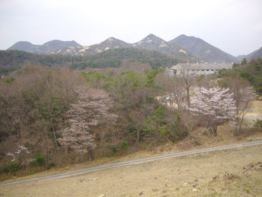 12：12　堰堤から駐車場に向かいます。向かいの林には山桜が咲いていました。