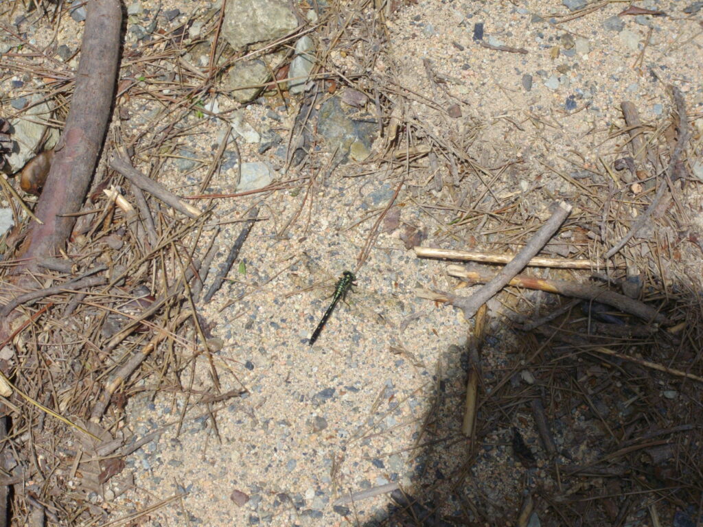 10:20 途中にいたトンボです。