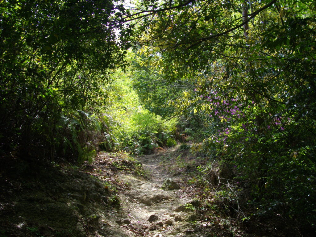 10:32 階段が終わって登山道の様子です。