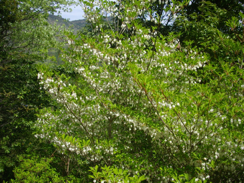 10:35 この辺りから、ドウダンツツジがたくさん咲いていました。