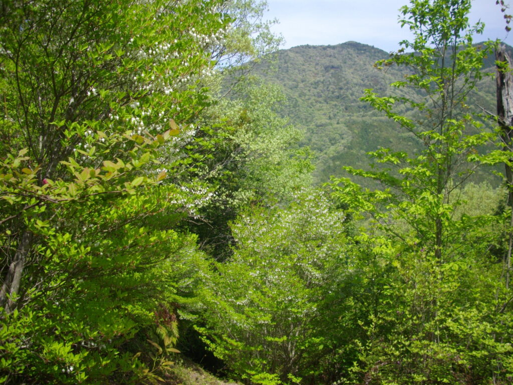 10:36 ドウダンツツジのトンネルです。