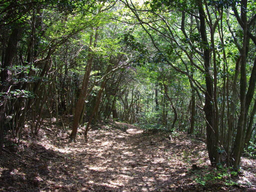 11:15 ウバメガシの中を行きます。