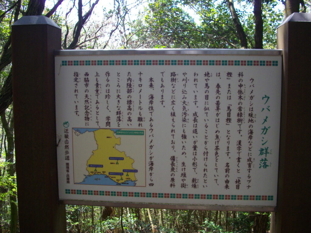 11:15 ウバメガシ群落の説明です。ここのウバメガシは西脇市の天然記念物だそうです。