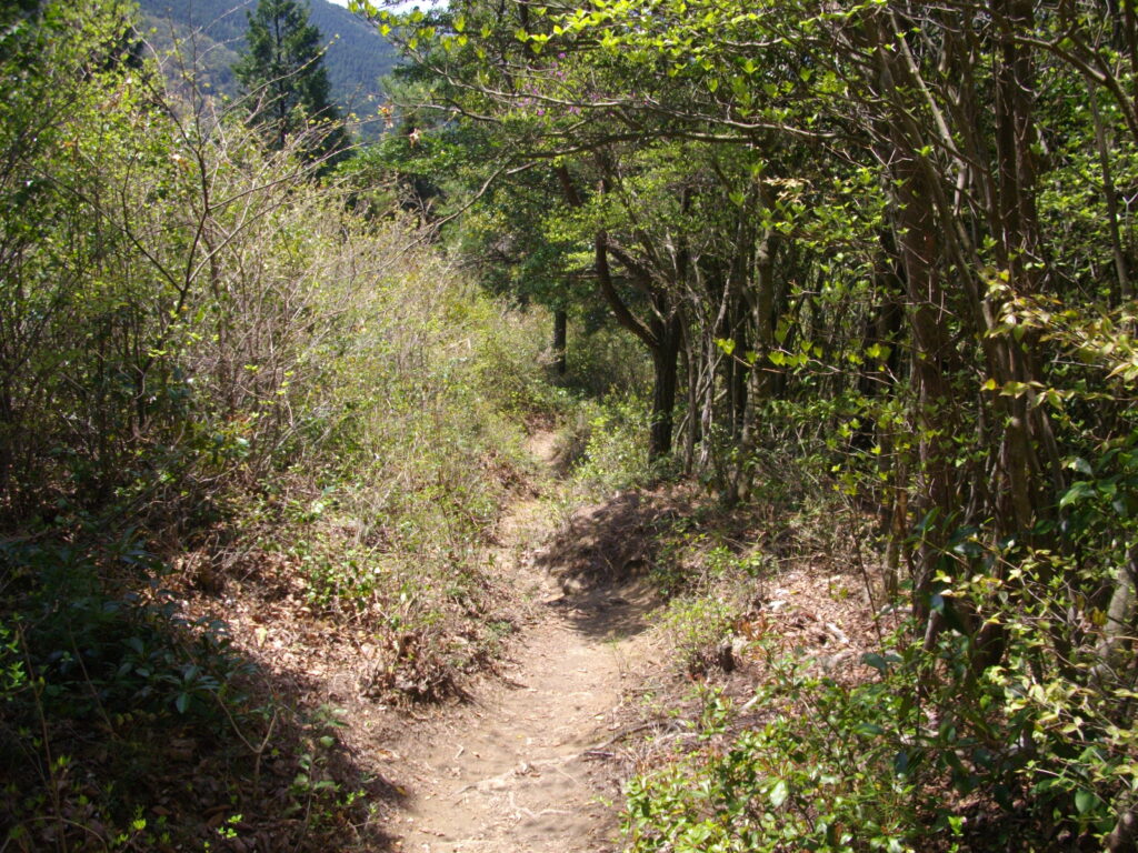 11:26 しばらく行くと、明るい尾根道になります。
