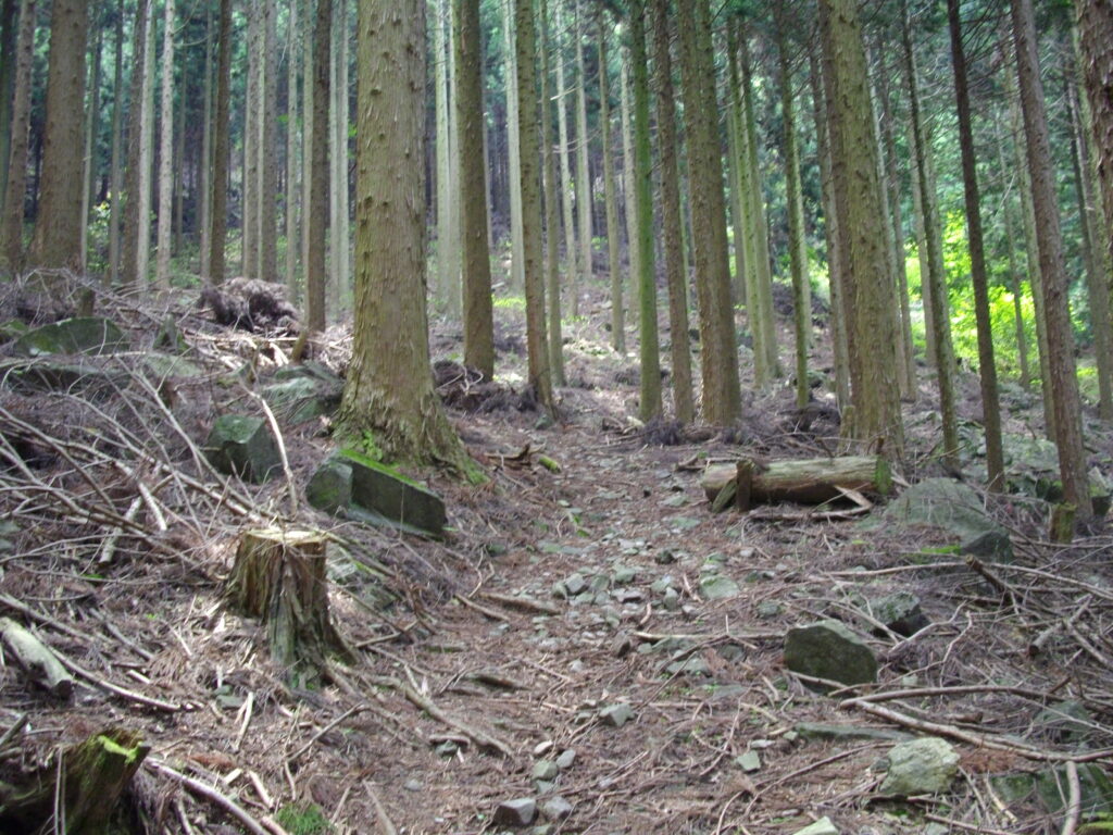 10：22　薄暗い感じの人工林の中を上っていきます。