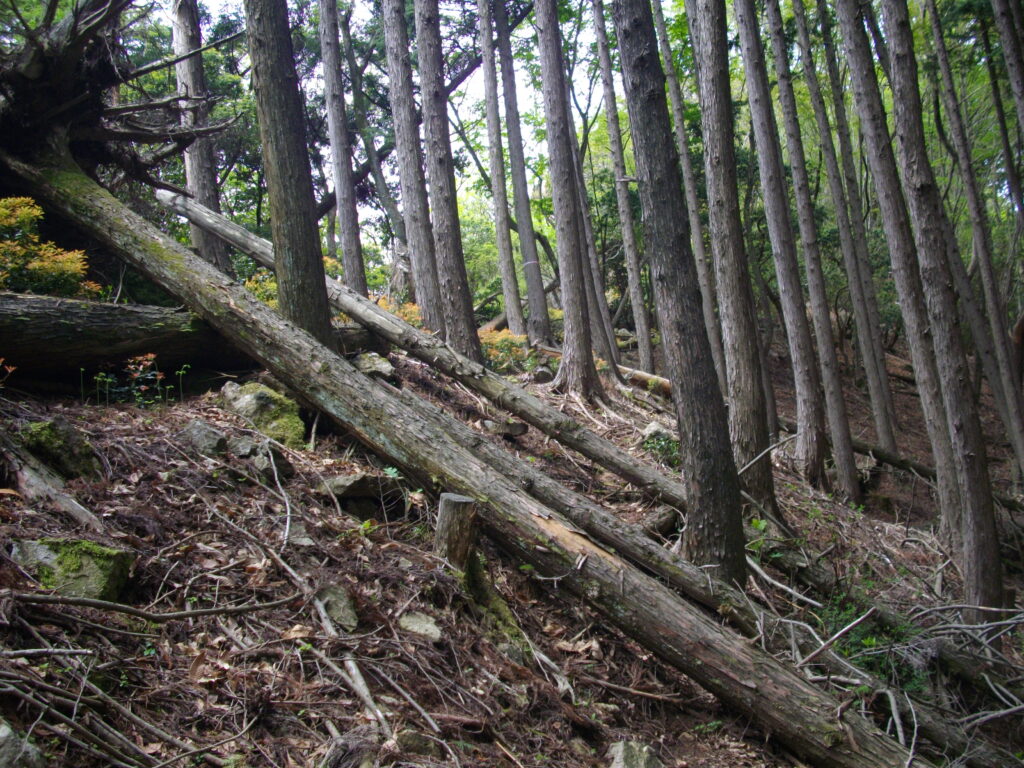 11：04　そこを過ぎると、倒木の多い所を通ります。