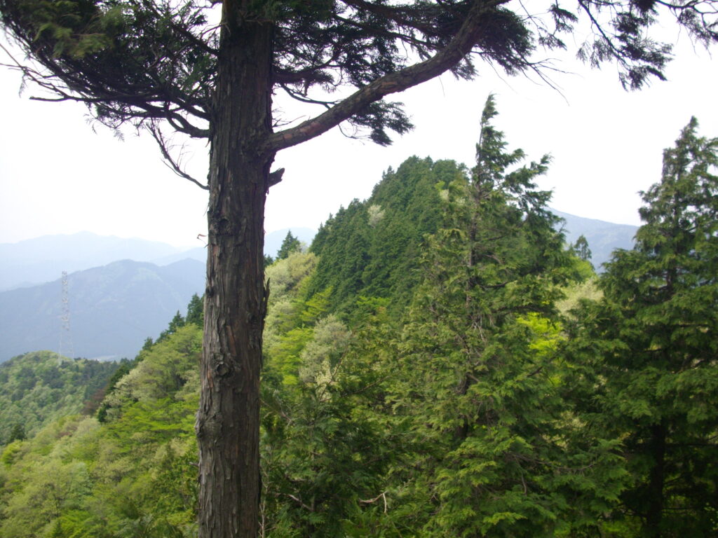 11：09　ようやく山頂が見えました。