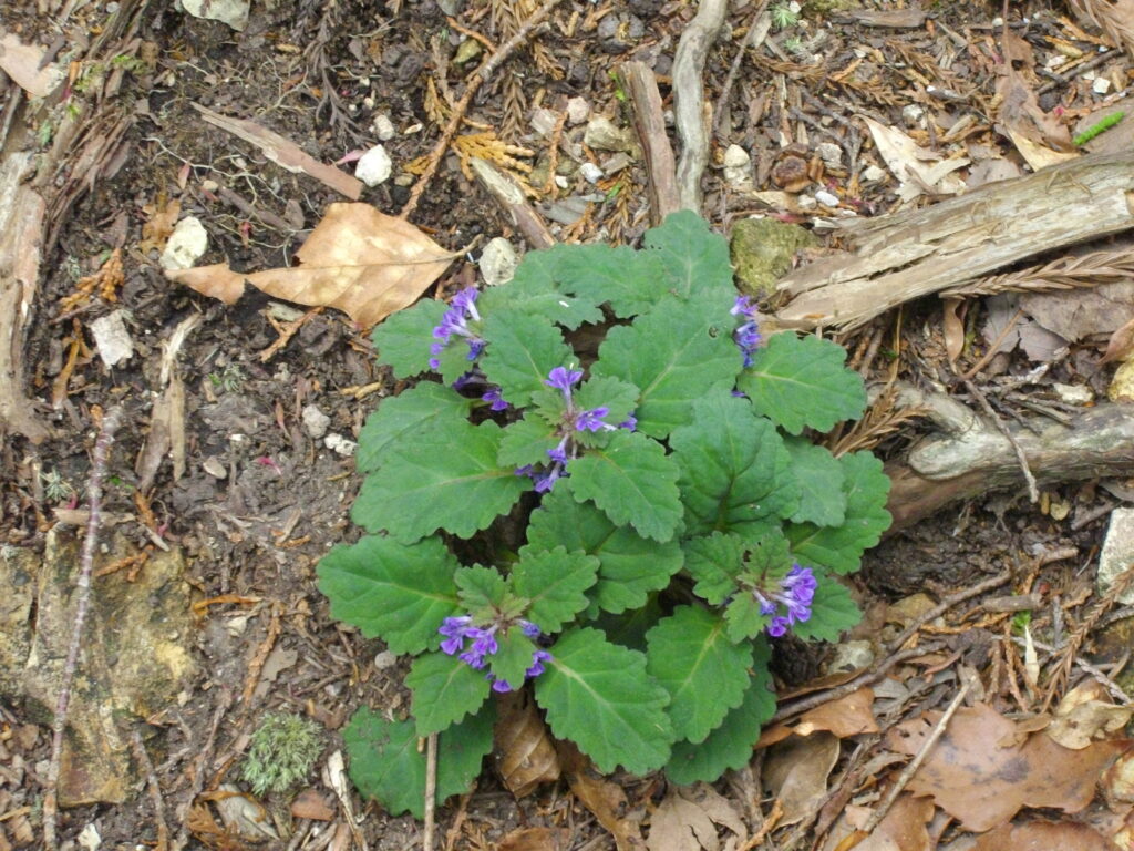 11：12　山頂手前に咲いていた花です。