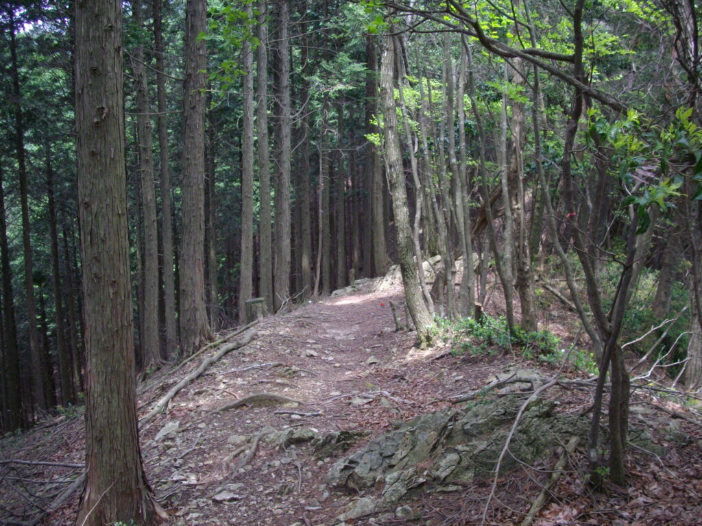 11:56 最初の急坂を登ると尾根筋になり、方向を変えます。