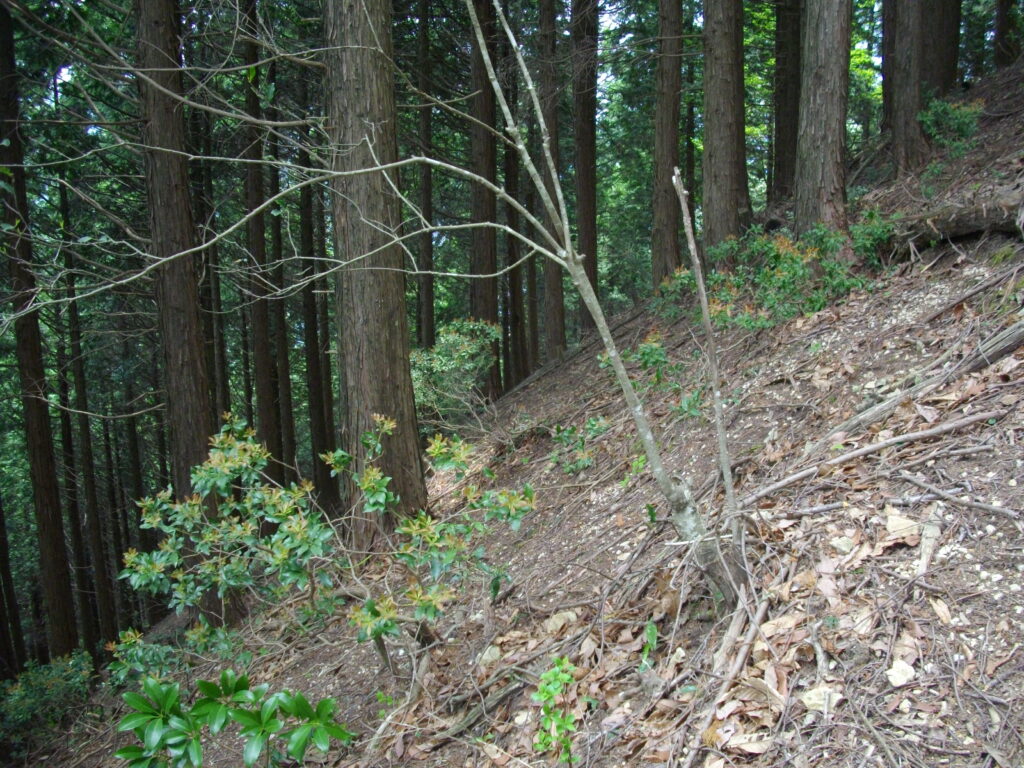 12:03 こんな感じの登りです。