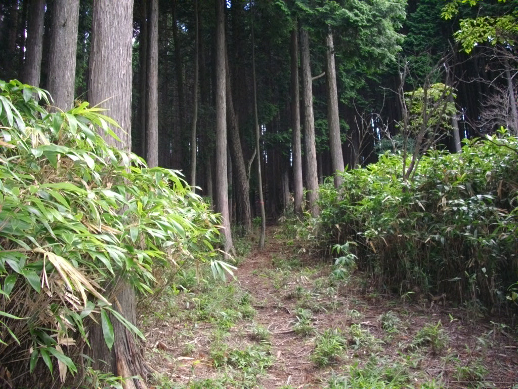 11:11 登山道の様子です。