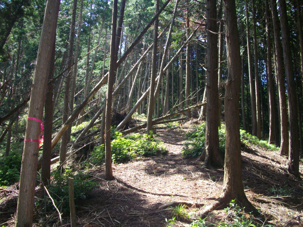 11:16 しばらく行くと尾根筋に出ます。けっこう倒木があります。