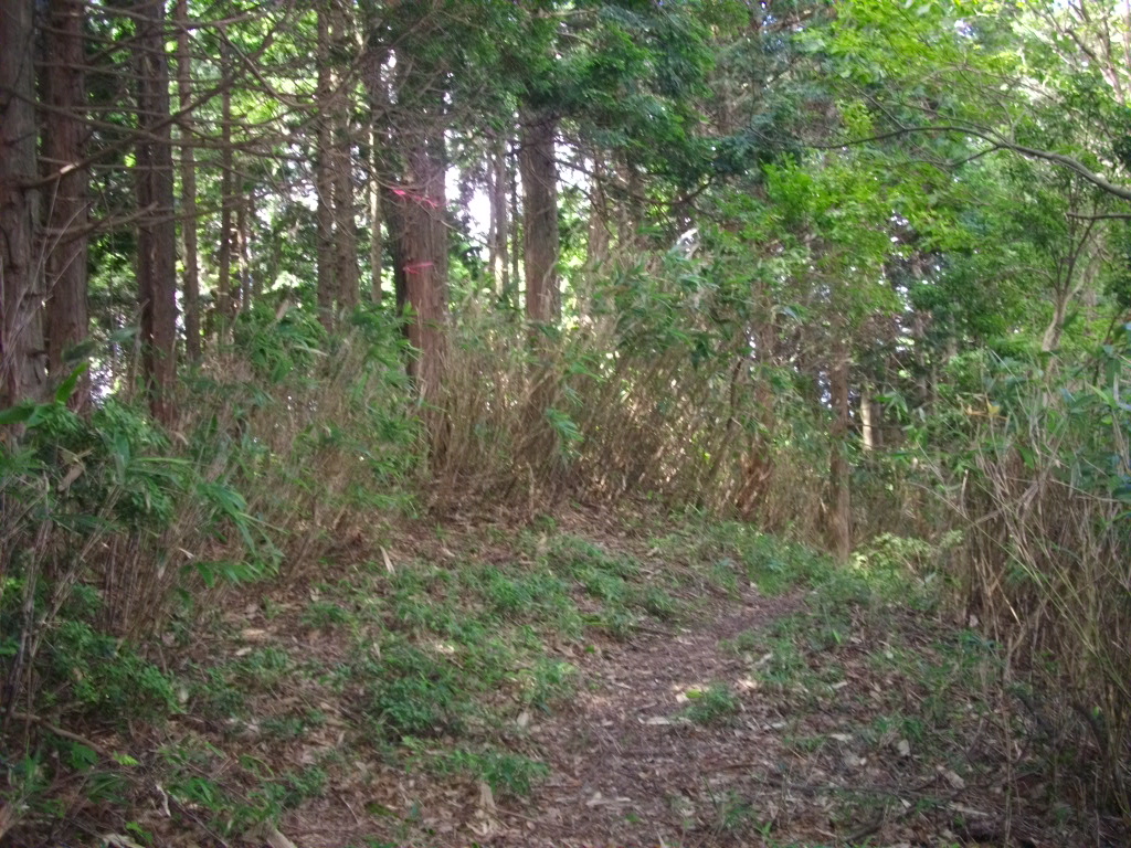 11:23 分岐を越えた辺りの様子です。