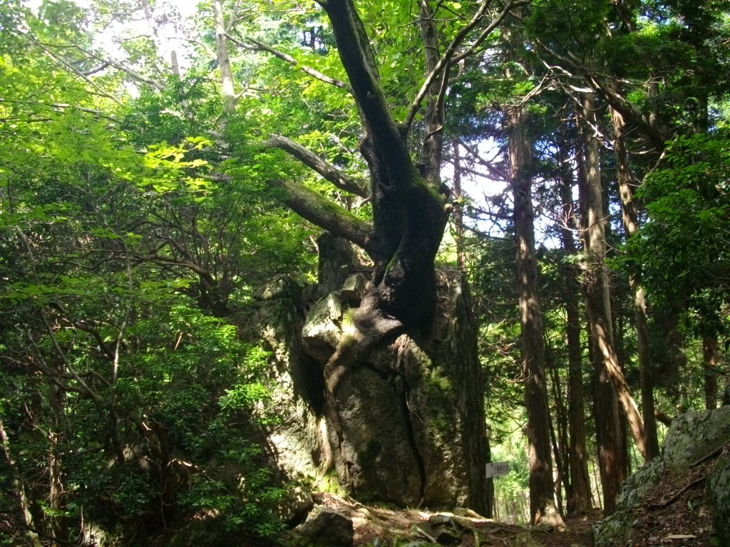 11:31 有名など根性の木です。岩に根をめり込ませて、生きています。