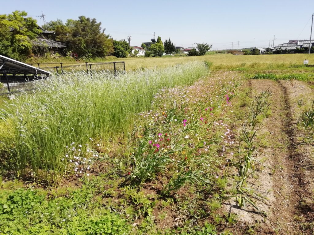 アグロステンマギダゴ