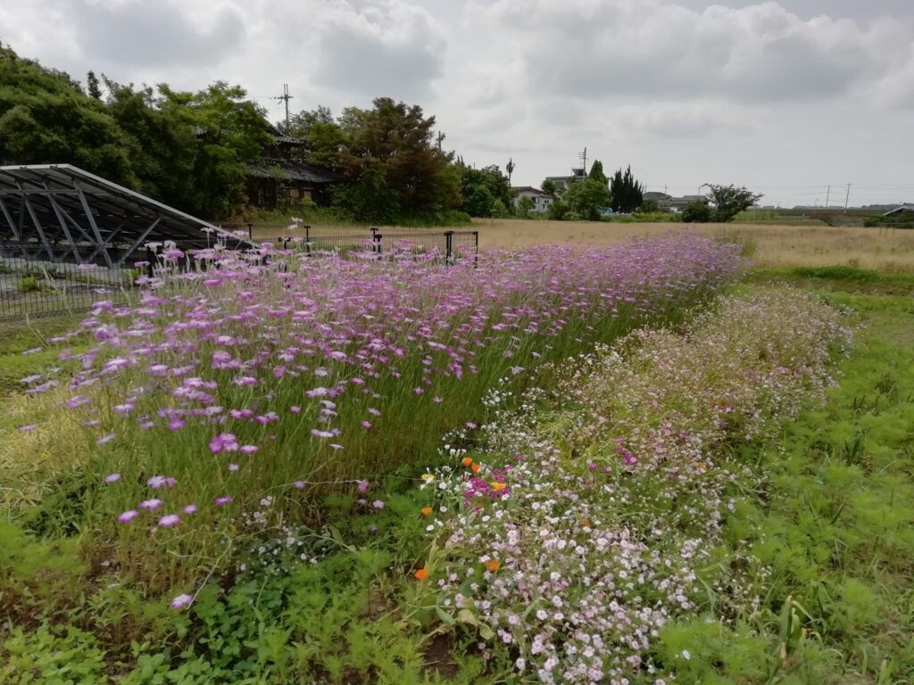 アグロステンマギダゴ