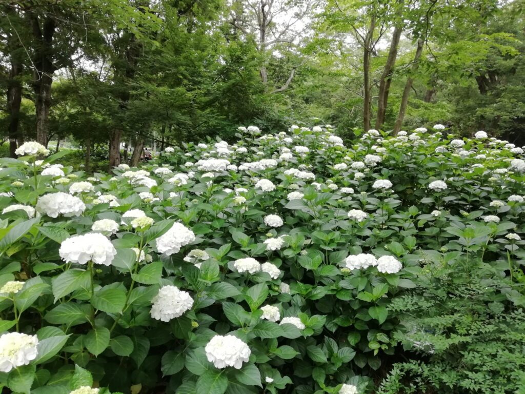 あじさい