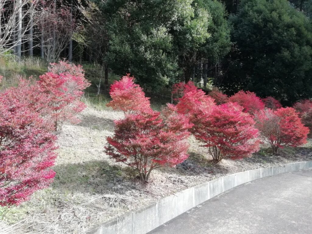 ラベンダーパーク多可へ　ドウダンツツジの紅葉