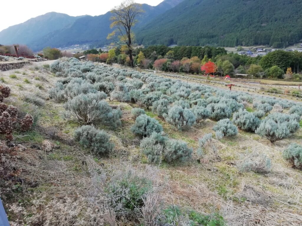 ラベンダーの様子
