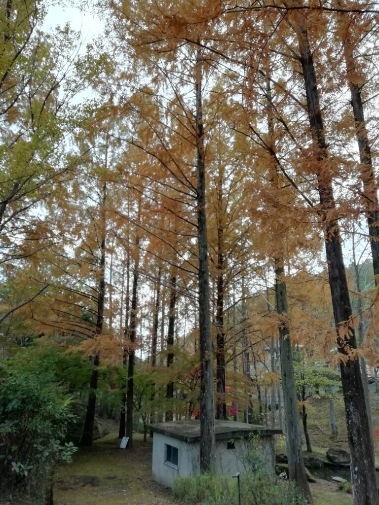 多可町余暇村公園の紅葉