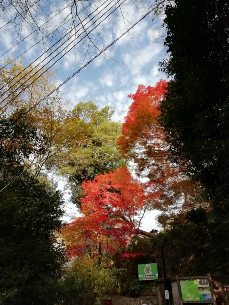 笠置寺の紅葉