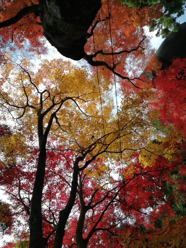 笠置寺の紅葉