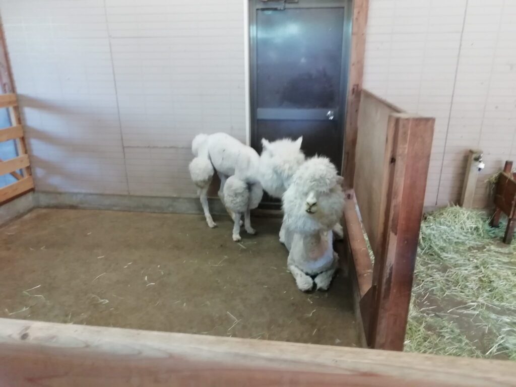 大山トム・ソーヤ牧場