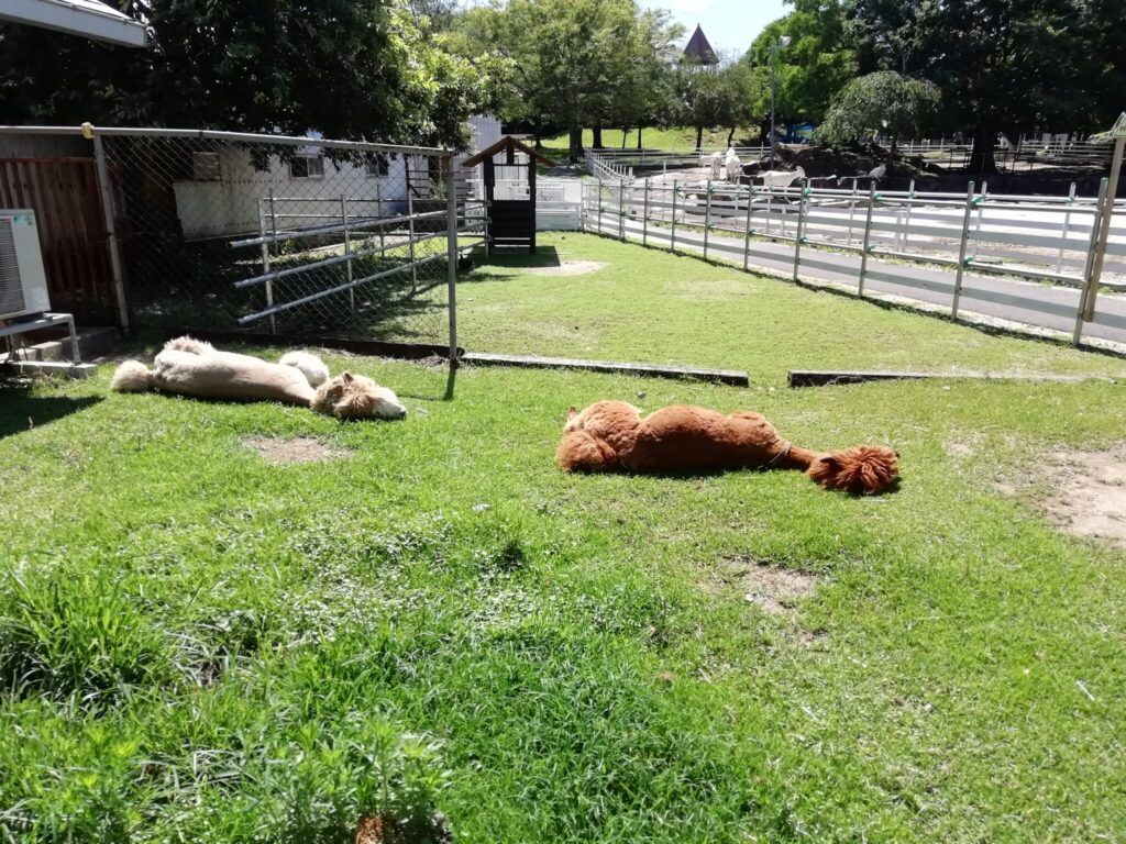 大山トム・ソーヤ牧場
