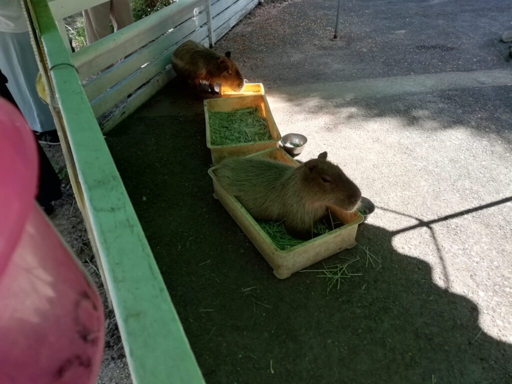大山トム・ソーヤ牧場